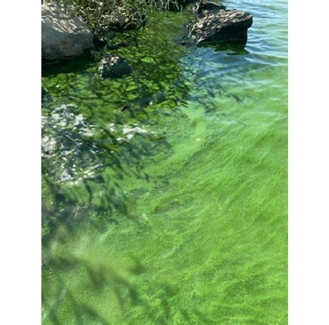 Aerial Image Of A Cyanobacterial Blue Green Algal Bloom In A Lake