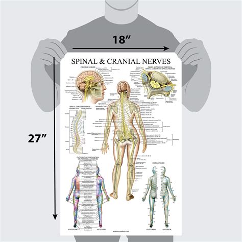 Spinal Cord Gross Anatomy Anatomical Charts Posters Sexiz Pix