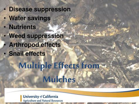 Ppt Differential Effects Of Mulch On Citrus And Avocado Powerpoint