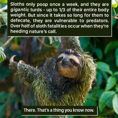18 Weird Animal Facts You Can Probably Live Without In 2021 Weird