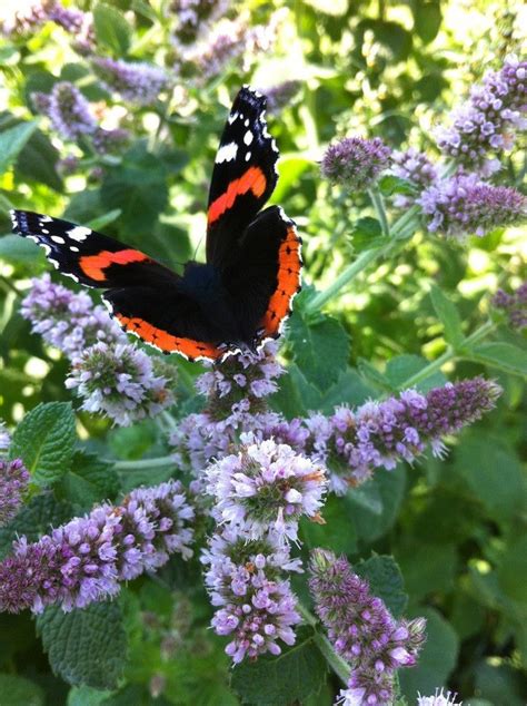 This blog post on what to do with mint leaves was originally published on little house living in september 2013. Apple Mint Live well-rooted Starter Plant | Garden of ...