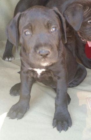 Founded on 1998, we have joyfully served southeast michigan by creating a safe and fun experience for we also have a black lab, and harley gets along great with him. Labrador/Mastiff Mix Puppies-8 Weeks Old for Sale in ...