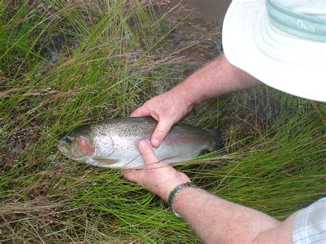 South African Freshwater Fish Information And Interesting Facts