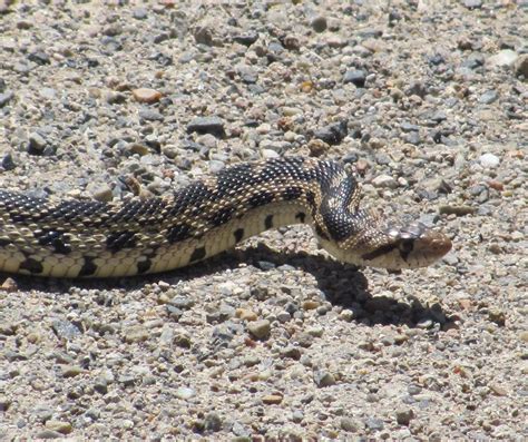 Golpher Snake In Northeastern Nevada Also Known As The Bul Flickr