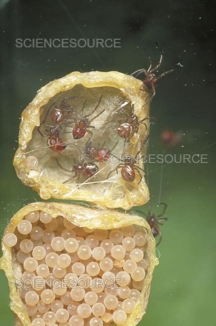 Baby Black Widow Spiders Hatching Stock Image Science Source Images