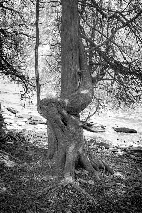 The Eternal Embrace (Infrared Panorama) 24x36 | Door County, Wisconsin