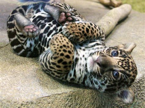 Cute Jaguar Kitten Anna Blog