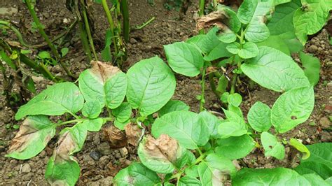 Learn to identify, control and prevent common houseplant pests. Blight. Not great for tomatoes and potatoes.