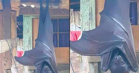 Picture Of Human Sized Bat From Philippines Goes Viral