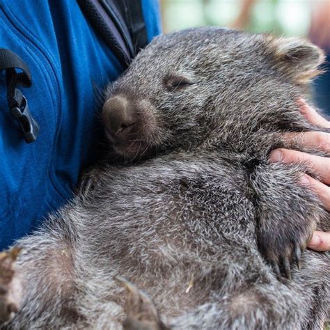 Stoked For Saturday On Instagram “discovering How Much Wombats Love To Be Cuddled How Cute Is
