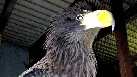 Keberadaan burung garuda sudah ditemukan setelah sekian lama tidak menampakkan wujudnya. Nyata Gambar Burung Garuda Asli