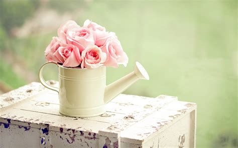 Roses Pink Flowers Watering Can Wallpaper 1680x1050 23532