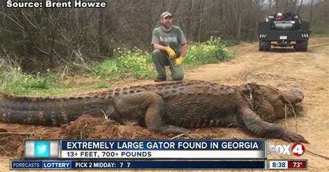 Enormous 13 Foot Alligator Found In Georgia