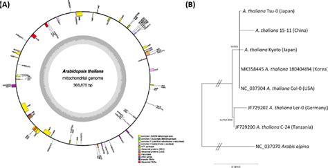 A Circular Map Of Mitochondrial Genome Of Arabidopsis Thaliana Isolated In Korea Gene 