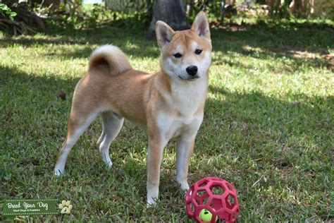 Male Shiba Inu Stud Dog In Fl The United States Breed Your Dog