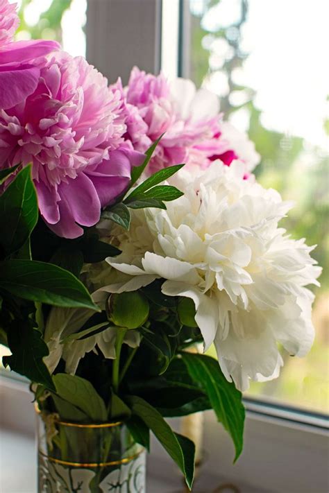 With the question of when and how to replant peonies, we almost figured out, but we need to mention some. What Colors Do Peonies Come In? in 2020 | Growing peonies ...