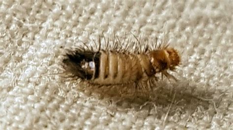 How To Get Rid Of Bed Worms Quickly And Naturally