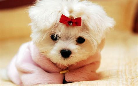 Download Wallpapers Maltese Puppy Cute Animals White Dog Red Bow