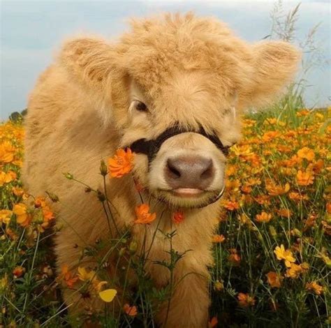 Cute Baby Cow Pictures