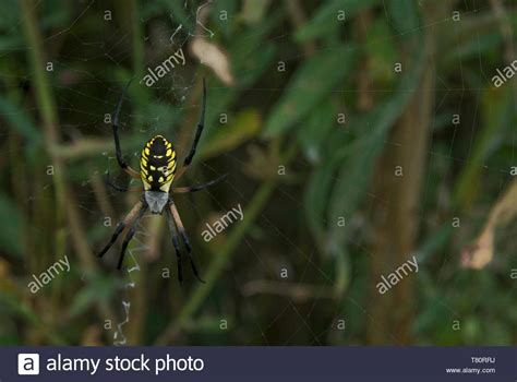 Leavenworth Kansas Black And Yellow Garden Spider Argiope Aurantia