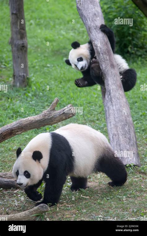 Bei Bei The Smithsonian National Zoos Baby Panda With Her Mother Mei