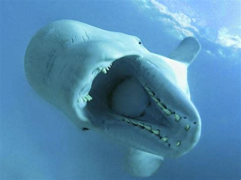 Ballena Beluga Fotos Características Y Hábitat Animalesmascotas
