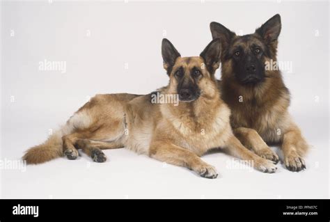 Male And Female German Shepherd Dogs Canis Familiaris Lying Side By