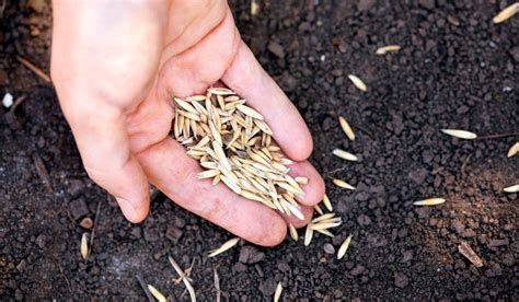 A Guide To Planting Oats Seasonal Cornucopia