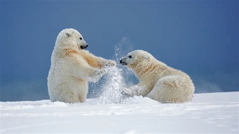 570 Polar Bear Hd Wallpapers And Backgrounds