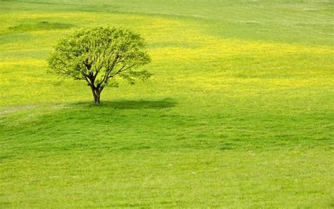 Green Meadow Wallpapers Top Free Green Meadow Backgrounds