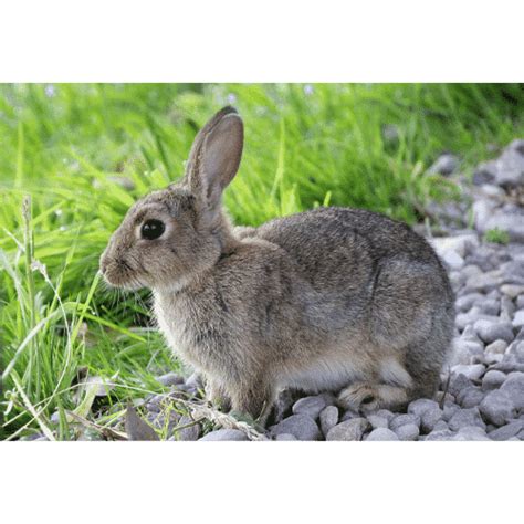 Animals that Start with R: Names of 24 Animals Starting with R • 7ESL