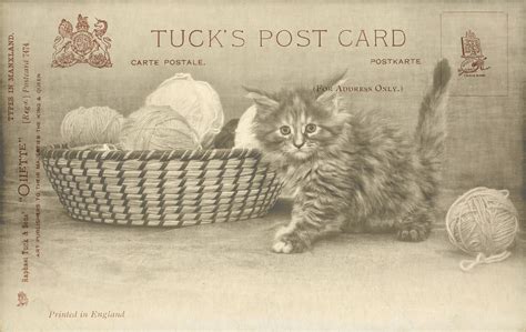 Cat Kitten Vintage Postcard Free Stock Photo Public Domain Pictures