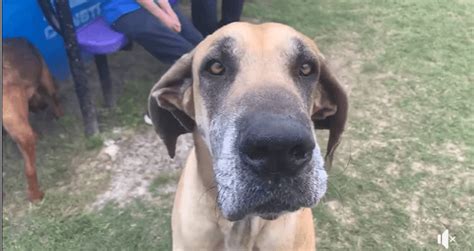 Sweet Great Dane Found As A Stray Waiting At Shelter For Rescue Pet