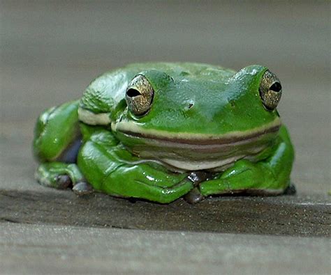 Green Treefrog Outdoor Alabama