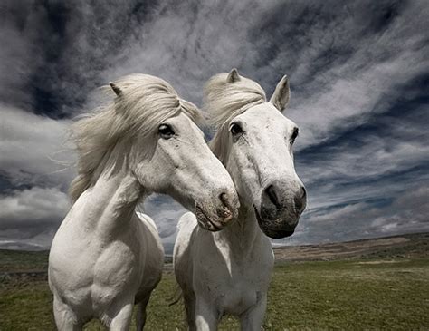 32 Beautiful Horse Photography Wildlife Photography