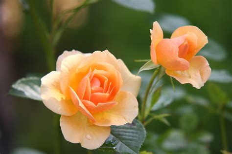 Quick Tips On Planting Roses