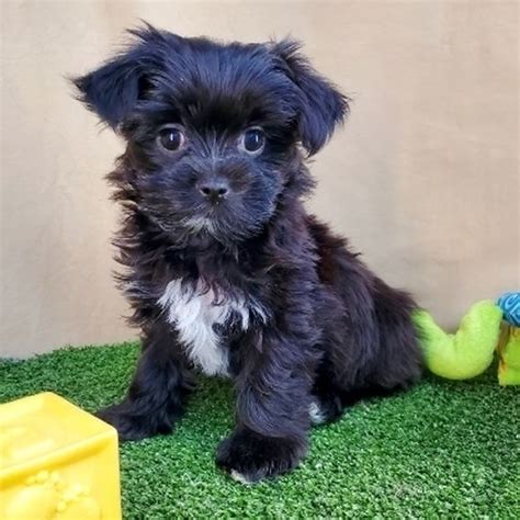 Carter A Black And White Male Morkie Puppy 636727 Puppyspot Morkie