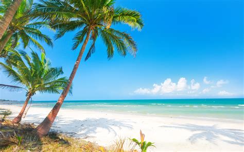 Wallpaper Summer Beach Palm Trees Sea 3840x2160 Uhd 4k Picture Image