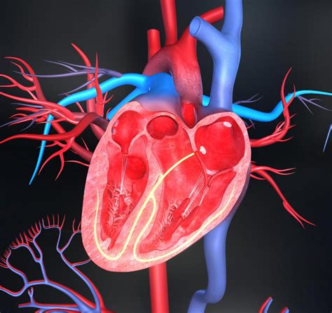 What Is A Heart Conduction System With Pictures