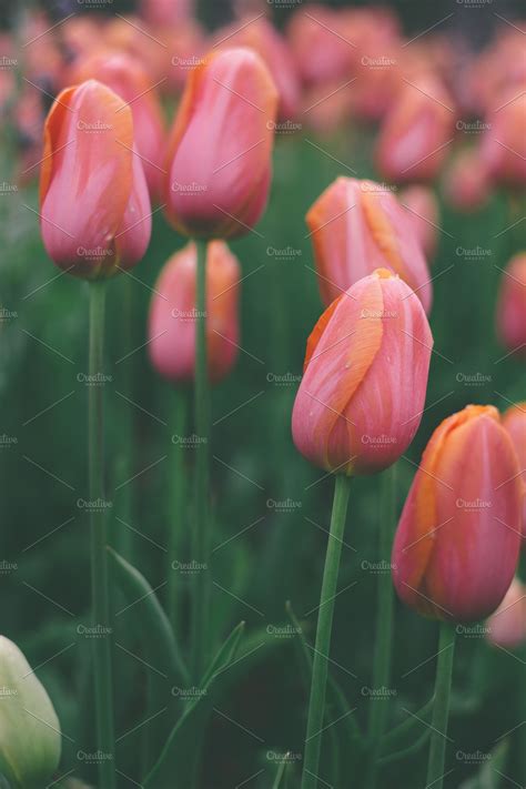 Beautiful Pastel Tulips Containing Beautiful Pastel And Tulips High