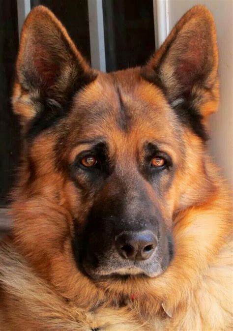 3443 Best German Shepherd My Favorite Dog Images On Pinterest