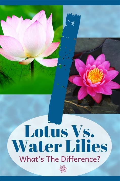 Discover The Unique Differences Between Lotus And Water Lilies