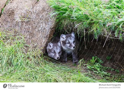 Two Young Playful Arctic Fox Cub In Front Of Their Lair A Royalty