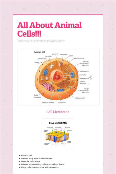 All About Animal Cells!!! | Animal cell, Biology projects ...