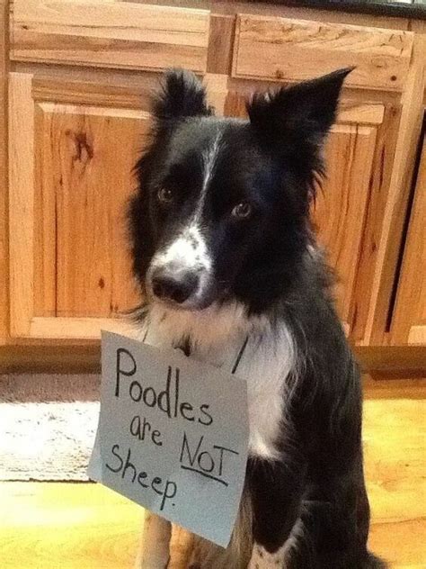 15 Pictures That Prove Border Collies Are The Funniest Breed Page 5