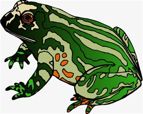 Bullfrog Bullfrog Skin Green Bullfrog Bull Frog PNG Transparent