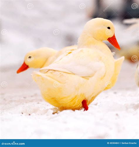 Yellow Ducks In Snow Stock Images Image 4030484
