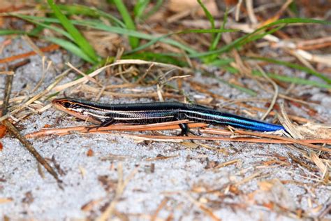 Southeastern Five Lined Skink Plestiodon Inexpectatus Stock Image