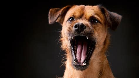 3 Ways To Reduce Dogs Barking At Night Babelbark