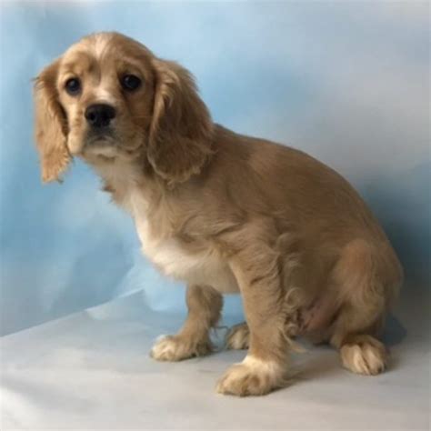 Some owners give them a close crop for a sportier look and to reduce grooming time. American Cocker Spaniel Puppies For Sale | Canton, OH #185789